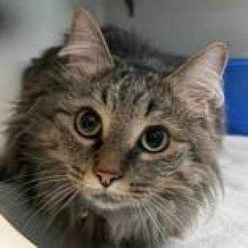 Domestic Long Hair Cats Available for Adoption in Lansing, Michigan - Binx | PetCurious