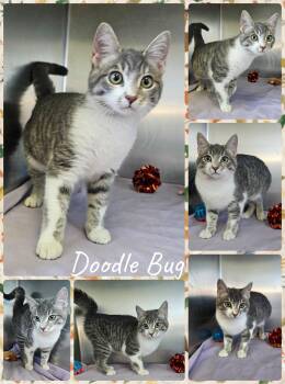 Rescue Domestic Short Hair Cats for Adoption in Universal City, Texas - Doodle Bug | PetCurious