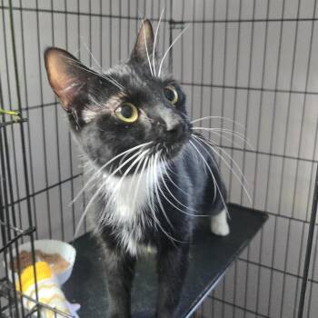 Edna -  Domestic Short Hair Cat for Adoption in Salisbury, Massachusetts - Edna | PetCurious