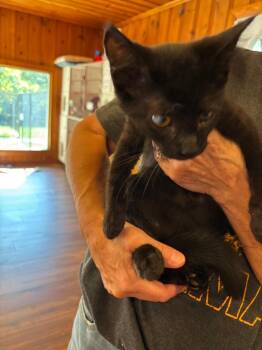 Domestic Short Hair Cats Available for Adoption - Marcus Allen | PetCurious