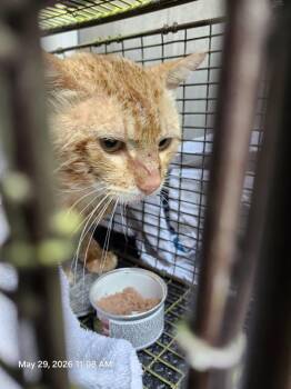 SPLASH -  Domestic Short Hair Cat for Adoption in San Antonio, Texas - SPLASH | PetCurious
