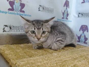 Domestic Short Hair Cats Available for Adoption in Orlando, Florida - BECKY | PetCurious