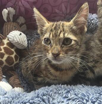 Rescue Tabby Cats for Adoption in Boca Raton, Florida - Moo | PetCurious