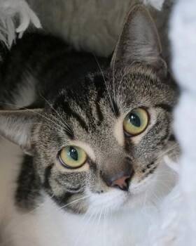 Clancy (at Smitten Kitten) -  Domestic Short Hair Cat for Adoption in Fishers, Indiana - Clancy (at Smitten Kitten) | PetCurious