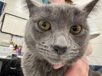 Domestic Short Hair Cats Available for Adoption - MULTIFLORA | PetCurious