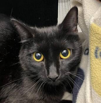 Galaxy -  Domestic Short Hair Cat for Adoption in Golden, Colorado - Galaxy | PetCurious