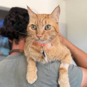 Garfield -  Domestic Short Hair Cat for Adoption in Ramona, California - Garfield | PetCurious