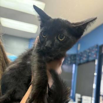 Kirby - Chino Hills Location -  Domestic Short Hair Cat for Adoption in Chino Hills, California - Kirby - Chino Hills Location | PetCurious