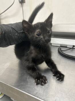 Rescue Domestic Short Hair Cats for Adoption in San Bernardino, California - MIGUEL | PetCurious
