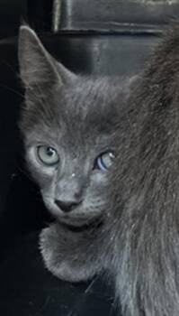 BLUE -  Domestic Short Hair Cat for Adoption in Dallas, Texas - BLUE | PetCurious