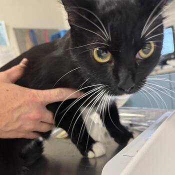 Morrigan -  Domestic Medium Hair Cat for Adoption in Charleston, West Virginia - Morrigan | PetCurious