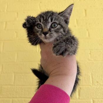 Lucy -  Domestic Short Hair Cat for Adoption in Granville, Ohio - Lucy | PetCurious