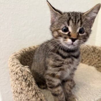 Rescue Domestic Short Hair Cats for Adoption in Candler, North Carolina - Tamarin | PetCurious