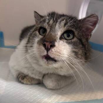 Domestic Short Hair Cats Available for Adoption - Spam | PetCurious