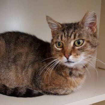 Peter Pan -  Domestic Short Hair Cat Available for Adoption in Dayton, Ohio - Peter Pan | PetCurious
