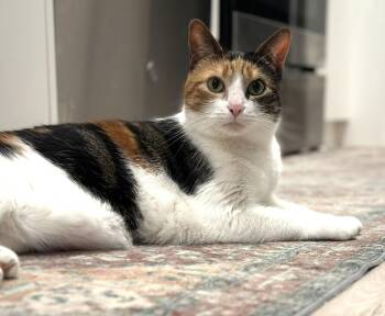 Domestic Short Hair and Calico Cats Available for Adoption - Pebbles | PetCurious
