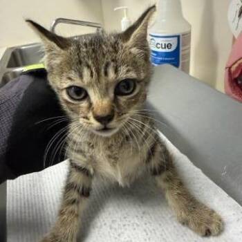 Olive -  Domestic Short Hair Cat for Adoption in West Palm Beach, Florida - Olive | PetCurious