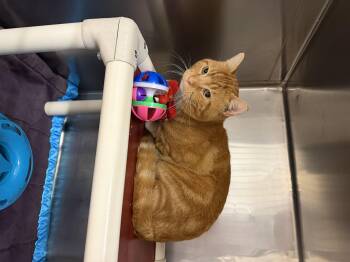 Rescue Domestic Short Hair Cats for Adoption in Saint Charles, Missouri - Wilder | PetCurious