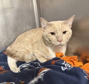 TOULOUSE -  Domestic Short Hair Cat for Adoption in Hagerstown, Maryland - TOULOUSE | PetCurious