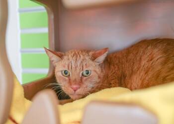 Domestic Short Hair Cats Available for Adoption in Boise, Idaho - Chester | PetCurious