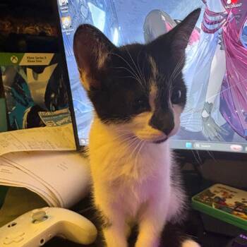 Oreo - Bonded with Smokey! -  Domestic Short Hair Cat for Adoption in Bristol, Indiana - Oreo - Bonded With Smokey! | PetCurious