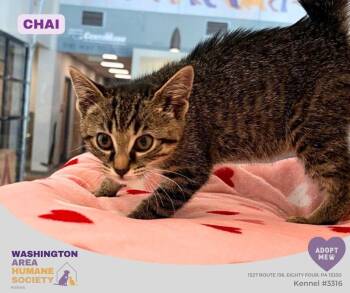 Chai -  Domestic Short Hair Cat for Adoption in Eighty Four, Pennsylvania - Chai | PetCurious