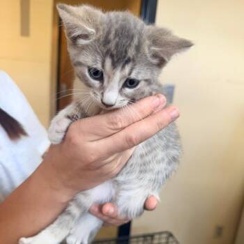 Poppi -  Domestic Short Hair Cat for Adoption in Corinth, Mississippi - Poppi | PetCurious