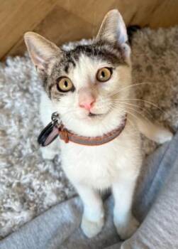 Daniella -  American Shorthair Cat for Adoption in Union City, New Jersey - Daniella | PetCurious
