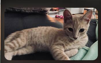 Chewbacca (siblings are Han Solo, Luke Skywalker, Princess Leia  -  Domestic Short Hair Cat for Adoption in Brighton, Michigan - Chewbacca (siblings Are Han Solo, Luke Skywalker, Princess Leia  | PetCurious
