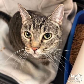 Domestic Short Hair Cats Available for Adoption in Washington, District Of Columbia - Ty | PetCurious