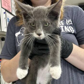 Cyclone -  Domestic Short Hair Cat for Adoption in Evansville, Indiana - Cyclone | PetCurious