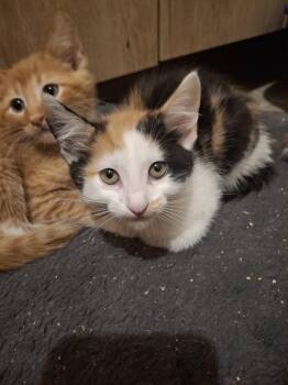 Sally S. -  Domestic Short Hair Cat for Adoption in West Peoria, Illinois - Sally S. | PetCurious