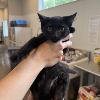 Tsunami -  Domestic Short Hair Cat for Adoption in Louisville, Kentucky - Tsunami | PetCurious