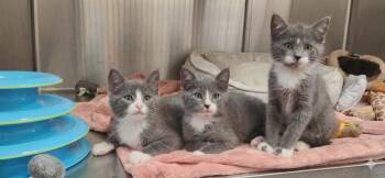 Betta -  Domestic Short Hair Cat for Adoption in Chambersburg, Pennsylvania - Betta | PetCurious