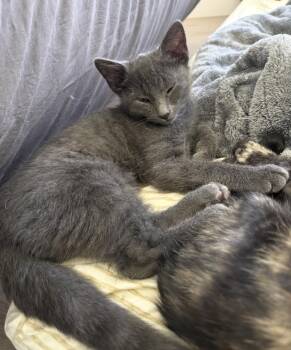 Coors Light Beer -  Russian Blue and Domestic Short Hair Cat for Adoption in Chandler, Arizona - Coors Light Beer | PetCurious