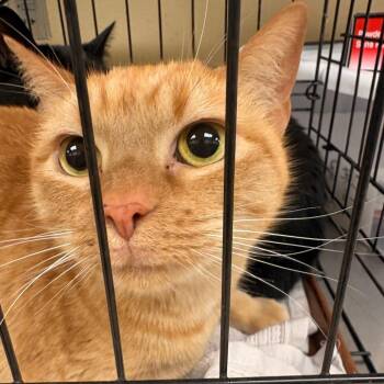 Rosie -  Domestic Short Hair Cat for Adoption in Winston-salem, North Carolina - Rosie | PetCurious
