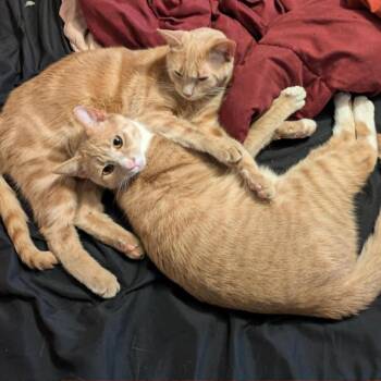 Domestic Short Hair Cats Available for Adoption in Lynchburg, Virginia - Peep | PetCurious
