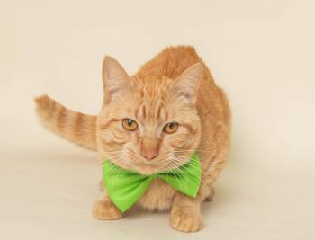 Domestic Short Hair Cats Available for Adoption in Wyandotte, Michigan - GIO | PetCurious