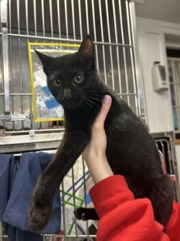 Rescue Domestic Short Hair Cats for Adoption in Morristown, New Jersey - Blackberry | PetCurious