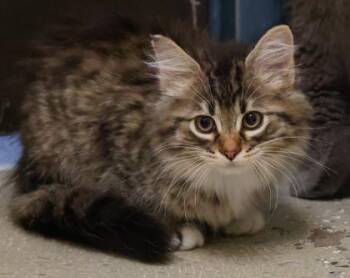Yeti -  Domestic Long Hair and Domestic Short Hair Cat for Adoption in Baraboo, Wisconsin - Yeti | PetCurious