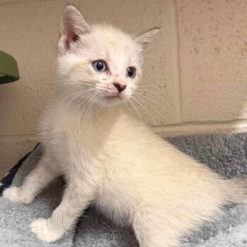 Nova -  Siamese and Domestic Short Hair Cat for Adoption in Madison, Wisconsin - Nova | PetCurious