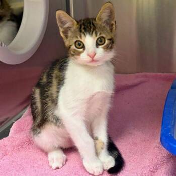 Ronnie Rocket -  Domestic Short Hair Cat for Adoption in Walnut Creek, California - Ronnie Rocket | PetCurious