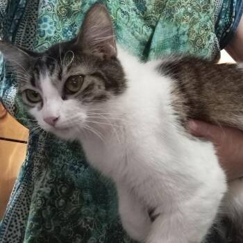Domestic Long Hair Cats Available for Adoption in Mount Vernon, Arkansas - Gizmo | PetCurious