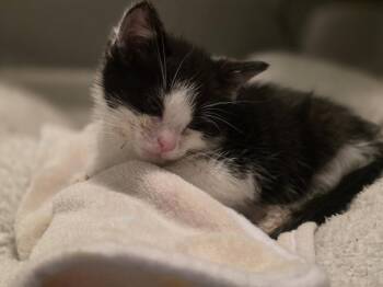 Endeavor -  Domestic Short Hair Cat Available for Adoption in Chicago, Illinois - Endeavor | PetCurious