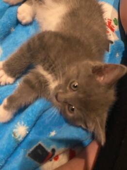Rachel -  Domestic Short Hair Cat for Adoption in Johnson City, Tennessee - Rachel | PetCurious