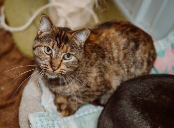 Rescue Tabby Cats for Adoption in Le Mars, Iowa - Gladys Ann | PetCurious