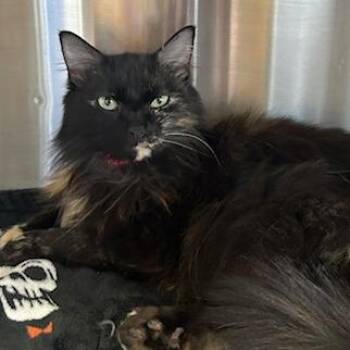 Buttercup -  Domestic Long Hair Cat for Adoption in Knoxville, Tennessee - Buttercup | PetCurious