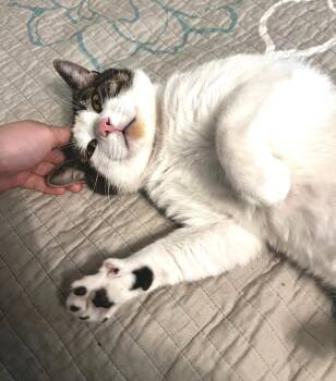 Rescue Domestic Short Hair Cats for Adoption - Stefan | PetCurious