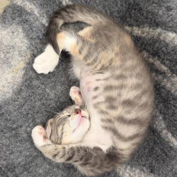 Rescue Tabby Cats for Adoption in New York, New York - Maria Montessori (aka Monti) | PetCurious