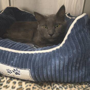 Tatum -  Maine Coon Cat for Adoption in Nashville, Tennessee - Tatum | PetCurious